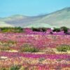 TOUR DESIERTO FLORIDO - Imagen 3