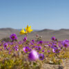 TOUR DESIERTO FLORIDO - Imagen 2