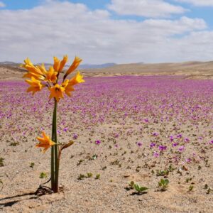 TOUR DESIERTO FLORIDO